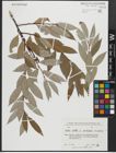 Foto von Salix alba subsp. micans (Andersson) Rech. f.